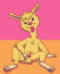 2_fingers 2_toes anthro aroused ball_tuft balls bedroom_eyes brown_eyes erection feet fingers fur genitals hooved_fingers hooved_toes hooves looking_at_viewer male masturbation narrowed_eyes nude orange_background penis pink_background pink_nose seductive simple_background sitting sitting_on_ground solo spread_legs spreading tapering_penis toes tongue tongue_out tuft yellow_balls yellow_body yellow_fur conditional_dnp lobofeo llama_llama_(character) camelid llama mammal absurd_res hi_res signature