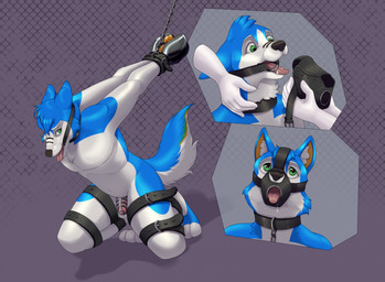 5_fingers ambiguous_gender anthro arms_together bdsm belt black_nose blue_body blue_fur blue_hair bodily_fluids bondage bondage_gear bondage_gloves bound buckle chain chain_leash chained chastity_cage chastity_device clothing collar digitigrade disembodied_hand dominat duo ear_tuft ears_back fangs fingers fluffy fluffy_tail front_view fur gag gagged genitals green_eyes hair hands_behind_back hands_tied handwear helpless kneeling leash leashed_collar legs_tied looking_down looking_up male male/ambiguous metal_chastity_cage muzzle_(object) muzzled nude paw_mitts penis petplay pink_penis pivoted_ears raised_tail ring_gag roleplay saliva simple_background slave slim_male slim_sub tail teeth tongue tongue_out tuft white_body white_fur worried_look wrists_together crazydonkey kay_(alasky) canid canine canis domestic_dog husky mammal nordic_sled_dog spitz digital_media_(artwork) hi_res sequence