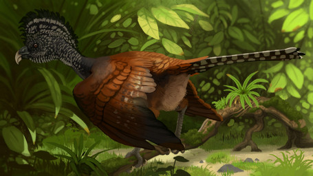 avian_butt female feral solo technesaurus subscribestar avian bird greater_curassow 16:9 hi_res preview widescreen