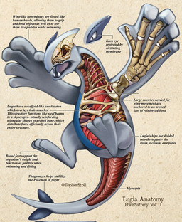 3_toes 5_fingers ambiguous_gender anatomy anthro biped black_eyes bone cross_section esophagus fangs feet fingers front_view furrowed_eyebrows grey_body guts intestines liver open_mouth organs plantigrade pose purple_tongue rib_cage semi-anthro skeleton snout solo species_information tail teeth text toes tongue tongue_showing white_sclera christopher_stoll nintendo pokemon pokenatomy generation_2_pokemon legendary_pokemon lugia pokemon_(species) 2022 copyright_name digital_drawing_(artwork) digital_media_(artwork) english_text exploded-view_drawing full-length_portrait hi_res portrait species_name technical_illustration