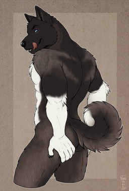 anthro black_body black_fur blue_eyes butt curled_tail fur licking_mouth looking_at_viewer looking_back male muscular nude rear_view simple_background solo tail tongue white_body white_fur tanutanuki akitawash akita american_akita canid canine canis domestic_dog mammal spitz hi_res