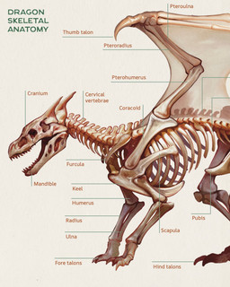 2_horns ambiguous_gender anatomical_diagram anatomy anatomy_chart bone chart claws fangs feet feral horn membrane_(anatomy) membranous_wings open_mouth quadruped realistic side_view simple_background skeleton skull solo tan_background teeth text wing_claws wings christopher_stoll dragonatomy mythology dragon mythological_creature mythological_scalie scalie 2025 biological_illustration digital_drawing_(artwork) digital_media_(artwork) english_text hi_res technical_illustration