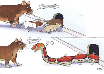 balls brown_body brown_fur dialogue feral feral_pred feral_prey fur genitals group happy larger_pred male mouse_hole older_pred red_body red_scales running scales size_difference smile speech_bubble struggling struggling_prey tricked two_panel_image unwilling_prey vore white_body white_scales willing_pred young young_prey roz_gibson mammal murid murine rat reptile rodent scalie snake 2011 colored dated