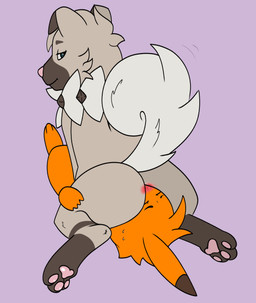 blush bodily_fluids duo facesitting feral looking_back male male/male paws sitting_on_another sweat robhinsha nintendo pokemon perry_(robhinsha) canid canine generation_1_pokemon generation_7_pokemon mammal pikachu pokemon_(species) rockruff rodent absurd_res hi_res