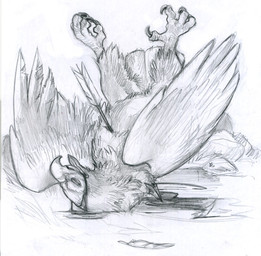 ambiguous_gender arrow_(weapon) beak blood bodily_fluids claws death eyes_closed feathers feet feral hunting legs_up lying on_back ranged_weapon snuff solo spread_legs spreading talons toes tongue weapon wings unknown_artist unknown_artist_signature accipitrid accipitriform avian bird eagle detailed graphite_(artwork) monochrome signature sketch source_request traditional_media_(artwork)