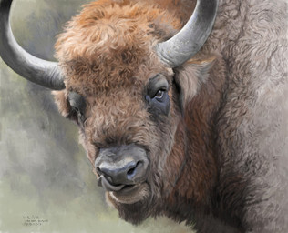 brown_body brown_eyes brown_fur detailed_fur feral fur horn looking_at_viewer male photorealism quadruped realistic realistic_feral solo renum63 bison bovid bovine mammal prehistoric_species steppe_bison 2017 detailed painting_(artwork)
