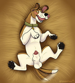 animal_genitalia balls belly blush breath collar feral genitals knot_in_sheath male panting paws sheath solo tail tail_motion tailwag tip yamatopawa ranger_(yasuno) canid canine canis domestic_dog foxhound hunting_dog mammal scent_hound absurd_res hi_res