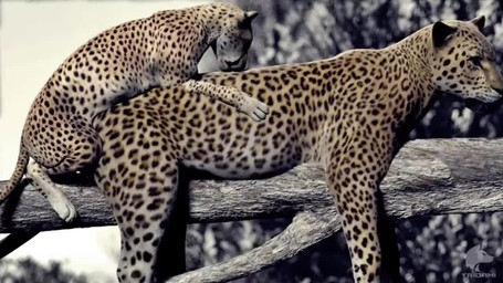 age_difference duo female female_on_bottom female_penetrated feral feral_on_feral feral_penetrated feral_penetrating feral_penetrating_feral intraspecies larger_female larger_feral larger_penetrated looking_pleasured male male/female male_on_top male_penetrating male_penetrating_female older_penetrated on_bottom on_top penetration penile penile_penetration penis_in_vagina plant realistic_feral sex size_difference size_play smaller_feral smaller_male son_penetrating_mother tree vaginal vaginal_penetration young trioami260 cheetah felid feline leopard mammal pantherine 16:9 3d_(artwork) 3d_animation animated digital_media_(artwork) short_playtime sound video widescreen mother_(lore) mother_and_child_(lore) mother_and_son_(lore) parent_(lore) parent_and_child_(lore) parent_and_son_(lore) son_(lore)