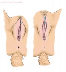 anatomically_correct anatomically_correct_genitalia anatomically_correct_pussy animal_genitalia animal_pussy anthro anus canine_genitalia canine_pussy clitoral_hood clitoris clitoris_piercing close-up comparison crotch_shot faceless_character faceless_female female genital_close-up genital_piercing genital_shot genitals isabella_piercing piercing pubes pussy pussy_close-up pussy_piercing pussy_shot solo tail toots toots_(character) canid canine mammal 2013 digital_media_(artwork)