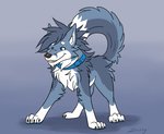 blue_body blue_fur collar feral fluffy fluffy_tail fur grin male smile solo tail tail_motion tailwag muskydusky blue-wolfy canid canine canis mammal wolf animated frame_by_frame short_playtime