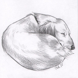 collar feral fur male sleeping solo tail denoyelle canid canine canis domestic_dog mammal 2015 monochrome sketch