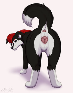4_toes animal_genitalia animal_vulva anus black_body black_eyes black_fur butt butt_focus canine_genitalia canine_vulva cheek_tuft dog_tail ears_down facial_tuft feet female feral fluffy fluffy_tail fur genitals hair looking_at_viewer multicolored_body multicolored_fur pink_vulva pivoted_ears presenting raised_tail red_hair simple_background smile smiling_at_viewer solo tail tail_anus toes tuft vulva white_background white_body white_fur miuyki border_collie canid canine canis collie domestic_dog herding_dog mammal pastoral_dog sheepdog absurd_res digital_drawing_(artwork) digital_media_(artwork) hi_res shaded