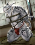 abs bdsm biceps big_muscles black_fur blue_eyes body_markings bondage bound bulge dojo feline fundoshi fur kneeling knife male mammal markings muscles nejimaki pecs pink_nose pose rope solo stripes tiger topless underwear weapon whiskers white_fur white_tiger
Rating: Questionable
Score: 12
User: Munkelzahn
Date: May 11, 2013
