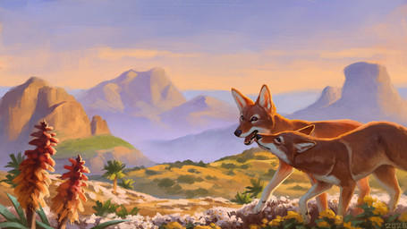 black_nose detailed_background duo feral flower fur grass highlands mountain multicolored_body multicolored_fur plant quadruped shrub side_by_side tan_body tan_fur two_tone_body two_tone_fur white_body white_fur alexpahomov canid canine canis ethiopian_wolf mammal 16:9 2026 digital_media_(artwork) digital_painting_(artwork) painting_(artwork) widescreen