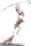 all_fours ambiguous_gender balancing black_eyes branch brown_body brown_fur cricetid dangling digital_media_(artwork) feral flower fur group hamster heart_symbol hi_res mammal on_branch plant realistic rodent romantic romantic_couple safle728 simple_background upside_down white_background