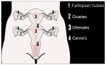 cervix chart diagram female genitals internal multi_cervix multi_uterus not_furry solo text uterus vaginal_canal mily ambiguous_species english_text