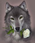 ambiguous_gender black_nose feral flower flower_in_mouth front_view fur green_eyes heart_symbol inner_ear_fluff looking_at_viewer plant rose_(flower) rose_in_mouth simple_background solo text tuft white_rose rekalarain canid canine canis mammal wolf 2012 bust_portrait digital_media_(artwork) portrait