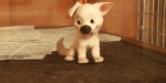animated bolt bolt_(film) canine carrot disney dog feral fur german_shepherd male mammal pounce solo unknown_artist white_fur
Rating: Safe
Score: 3
User: Wonders
Date: July 09, 2011