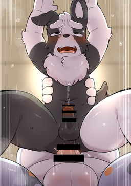 adult_on_young against_surface age_difference anal anal_penetration anthro ball_size_difference balls belly big_balls big_belly blush blush_lines bodily_fluids butt ceiling ceiling_lamp chest_tuft duo erection foreskin genital_fluids genitals grabbing_hips holding_hip humanoid_genitalia humanoid_penis lamp looking_pleasured low-angle_view male male/male male_penetrating motion_lines musk musk_cloud older_male open_mouth penetration penile penile_penetration penis penis_in_ass penis_size_difference precum saliva saliva_string sex size_difference sweat tail tuft young hitsuzi_taro11 bluey_(series) bob_heeler mackenzie_border_collie australian_cattle_dog border_collie canid canine canis cattledog collie domestic_dog herding_dog mammal pastoral_dog sheepdog absurd_res censored hi_res