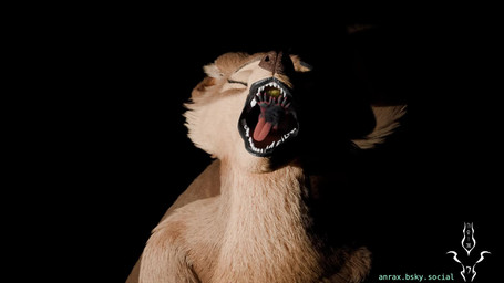 anrax_rexouium anthro female female_pred larger_female male male/female micro open_mouth oral_vore size_difference smaller_male swallowing vore anrax cassandra_(cmstudios) canid canine canis mammal rexouium wolf 16:9 3d_(artwork) 3d_animation animated digital_media_(artwork) hi_res no_sound short_playtime video widescreen