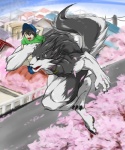 anthro cherry_blossom clothing collar duo flower fur grey_body grey_fur hat headgear headwear male muscular plant prunus_(flower) red_eyes shirt size_difference tail topwear young suruga canid canine canis human mammal wolf