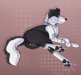 animal_genitalia animal_vulva anus black_body black_fur canine_genitalia canine_vulva collar female feral fur genitals multicolored_body multicolored_fur purple_collar simple_background solo two_tone_body two_tone_fur vulva white_body white_fur apollo_sunshiba border_collie canid canine canis collie domestic_dog herding_dog mammal pastoral_dog sheepdog 2026 hi_res