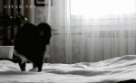 animated bed cat feline humor insane jumping mammal real sheets solo
Rating: Safe
Score: 10
User: Moon_Moon
Date: April 15, 2013