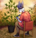 anthro blue_body blue_fur bottomwear bracelet chair clothing drugs floral_print footwear fur furniture jewelry kerchief male marijuana outside pants plant plant_pot shoes sitting smoke smoking sneakers solo kairaanix klaus_(shakotanbunny) lagomorph leporid mammal rabbit 2023 hi_res signature