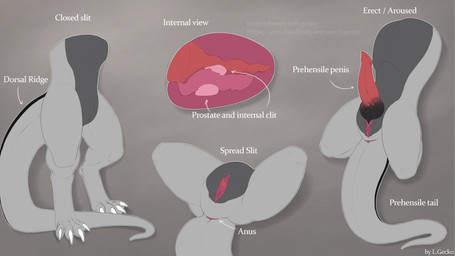 4_toes alternate_view anatomical_diagram anatomy_reference animal_genitalia anthro anus aroused arrow_pointing_to_anus arrow_pointing_to_penis athletic athletic_intersex athletic_maleherm black_body black_genital_slit black_scales claws clitoris close-up closed_slit darker_belly digitigrade dorsal_ridge erection feet genital_reference genital_slit genitals grey_anus grey_body grey_scales internal internal_clitoris intersex knot knotted_penis label logo maleherm mottled mottled_genitalia mottled_penis muscular muscular_intersex muscular_maleherm penis penis_tip prehensile_tail prostate red_anus red_flesh red_genital_slit red_penis red_vulva reptilian_tail scales solo spread_legs spread_slit spreading tail tail_anus tapering_penis tapering_tail text toes unusual_anatomy unusual_genitalia vaginal_canal vulva white_claws x-ray_view l.gecko european_mythology mythology dawn_(dawnthedragon) draconis_elementa dragon mythological_creature mythological_scalie scalie western_dragon 16:9 4k absurd_res artist_logo artist_name detailed flat_colors hi_res model_sheet signature url widescreen