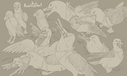 abdominal_bulge beak beak_lick burping_up_feather duo feet feral grabbing_from_behind head_in_mouth kerchief licking male membrane_(anatomy) neck_bulge oral_vore scared toes tongue unwilling_prey vore webbed_feet willing_pred dusk_(harrishawker) accipitrid accipitriform avian bird gull harris's_hawk lari larid hi_res