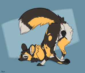 animal_genitalia animal_vulva black_body black_claws black_fur black_nose black_pawpads black_tail black_vulva brown_body brown_fur canine_genitalia canine_vulva claws dipstick_tail female feral fur genitals markings pawpads solo tail tail_anus tail_markings vulva whiskers white_tail_tip yellow_body yellow_fur taka_(artist) tai'i_(runwolf) african_wild_dog canid canine mammal