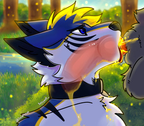 anthro blue_body blue_eyes blue_fur bodily_fluids collar deep_throat drinking drinking_urine duo fellatio forest fur genital_fluids genitals grey_body grey_fur internal internal_oral knot knotted_penis knotting lake male male/male oral oral_knotting oral_penetration penetration penile penis plant sex tongue tree urine urine_in_mouth water watersports x-ray_view artywolf bluefiger digitfox canid canine canis mammal wolf hi_res