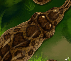 ambiguous_gender brown_body day feral grass imprint multicolored_body nipple_outline outside plant solo vore rupie_(artist) reptile scalie snake 2025 absurd_res hi_res shaded