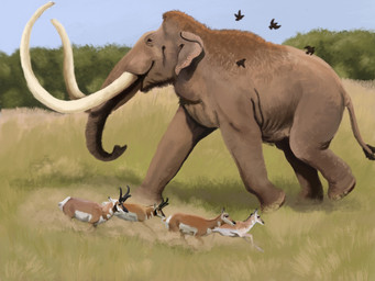ambiguous_gender feral fur geu_skin grass grass_field group horn huge_tusks plant prairie proboscis_(anatomy) quadruped running size_difference tan_body tan_fur trunk_(anatomy) white_body white_fur agustindiazart ambient_bird columbian_mammoth mammal pronghorn 2021 4:3 hi_res painting_(artwork)