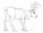 antlers anus butt female feral genitals hooves horizontal_pupils horn looking_back pupils pussy short_tail solo tail ecmajor deer mammal new_world_deer reindeer 2020 graphite_(artwork) greyscale monochrome pencil_(artwork) sketch traditional_media_(artwork)