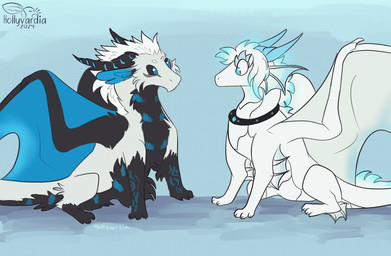 chibi collar dramatic duo feral fur licking male tongue white_body hollyvardia mythology lydakrill_(character) dragon furred_dragon furred_scalie mythological_creature mythological_scalie scalie 2d_animation animated