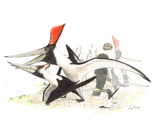 beak black_body duo female feral fur group male male/female open_beak open_mouth red_crest sex white_body white_fur yellow_crest joel_field human mammal prehistoric_species pteranodon pteranodontid pterosaur reptile scalie