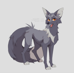 black_nose dipstick_tail eyebrows eyelashes fangs female feral fur grey_background grey_body grey_eyebrows grey_fur grey_markings markings nude open_mouth orange_eyes simple_background snout solo standing tail tail_markings teeth azzai canid canine fox mammal red_fox silver_fox true_fox 2020 colored colored_sketch digital_drawing_(artwork) digital_media_(artwork) shaded simple_shading sketch