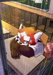 anthro classroom desk eyebrows fur furniture male raining red_body red_fur school solo table thick_eyebrows young zimsanada2 lifewonders tokyo_afterschool_summoners zhurong_(tas) ailurid mammal red_panda hi_res