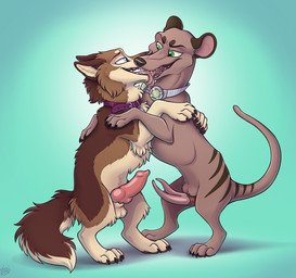 2_penises animal_genitalia animal_penis balls black_claws black_pawpads bodily_fluids brown_nose canine_genitalia canine_penis claws collar collar_only countershade_accent duo erection eye_contact fangs feral feral_on_feral french_kissing fur genitals green_background green_eyes interspecies kissing knot knotted_penis licking_tongue looking_at_another male male/male multi_genitalia multi_penis multicolored_body multicolored_fur nude on_hind_legs open_mouth pawpads penis pink_penis saliva sheath simple_background snout tail teeth tongue tongue_out mimi-fox canid canine canis dasyuromorph domestic_dog mammal marsupial recently_extinct_species thylacine hi_res