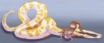 2014 breasts female hair long_hair looking_at_viewer lying naga nude reptile scalie snake whitephox
Rating: Questionable
Score: 8
User: palesnake
Date: March 14, 2014
