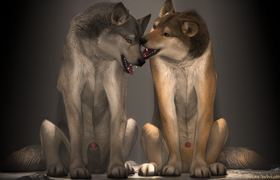 amber_eyes anatomically_correct animal_genitalia balls black_nose brown_body brown_fur claws duo ears_up feral feral_on_feral fur genitals grey_body grey_fur licking looking_at_another looking_pleasured male male/male paws penis penis_tip realistic_feral sheath shy sitting tail teeth toe_claws tongue tongue_out blodrain canid canine canis mammal wolf 14:9 3d_(artwork) digital_media_(artwork) hi_res