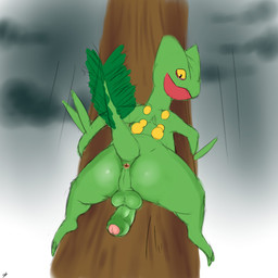 anthro anus backsack balls butt climbing erection foreskin genitals humanoid_genitalia humanoid_penis in_tree looking_at_viewer looking_back male non-mammal_balls partially_retracted_foreskin penis penis_backwards perineum plant raised_tail solo tail tree seyrmo nintendo pokemon elemental_creature flora_fauna generation_3_pokemon pokemon_(species) scalie sceptile 1:1 digital_media_(artwork) hi_res signature source_request