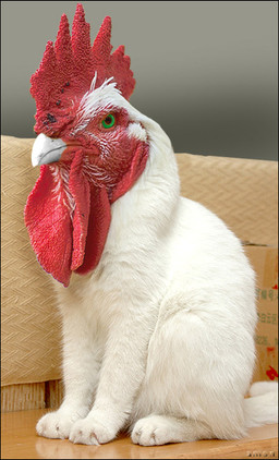 ambiguous_gender avian_caruncle beak comb_(anatomy) dewlap_(anatomy) digitigrade feral green_eyes head_crest humor paws pun quadruped real sitting solo tail visual_pun wattle what_has_science_done imamon third-party_edit avian bird chicken domestic_cat felid feline felis galliform hybrid mammal phasianid grandfathered_content photo_manipulation photomorph