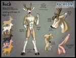 anthro antlers balls black_hooves butt cloven_hooves erection flaccid foreskin fur genitals hooves horn humanoid_genitalia humanoid_penis male nude orange_eyes penis pink_balls pink_penis scut_tail short_tail simple_background solo standing tail tan_body tan_fur text brushfire buck_(brushfire) deer mammal mule_deer new_world_deer 2018 digital_media_(artwork) english_text model_sheet url