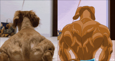 anthro back_muscles blue_clothing butt clothed clothing comparison feral inside male photo rear_view solo topless wind keke_(artist) canid canine canis domestic_dog mammal 2020 animated loop reference_image