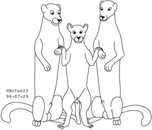 animal_genitalia balls escorting female feral fur genitals group male sheath simple_background sitting standing tail trio white_background urbanhermit mammal murid murine mustelid musteline rat rodent true_musteline weasel 1996 black_and_white dated low_res monochrome