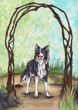 ambiguous_feral ambiguous_gender black_body black_fur black_tail blue_eyes cheek_tuft facial_tuft fangs feral fur grass leg_tuft looking_at_viewer neck_tuft open_mouth outside pink_tongue plant rock solo tail teeth tongue tuft white_body white_fur white_tail kola_(artist) border_collie canid canine canis collie domestic_dog herding_dog mammal pastoral_dog sheepdog hi_res