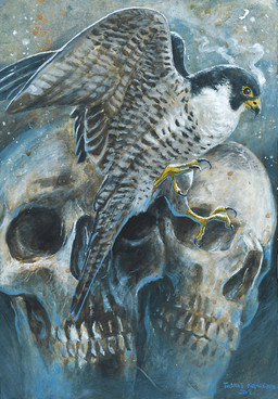 beak biped black_body black_eyes black_feathers black_wings bone brown_body brown_feathers brown_wings feathered_wings feathers feet feral multicolored_body multicolored_feathers multicolored_wings skull solo talons toes white_body white_feathers white_wings wings tuomas_koivurinne avian bird falcon falconid 2015 absurd_res hi_res signature traditional_media_(artwork)