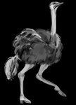 biped bipedal_feral black_background black_body black_feathers feathers feral simple_background solo asanomihaziketa koshinism karasawa_atsushi avian bird ostrich ratite greyscale hi_res monochrome